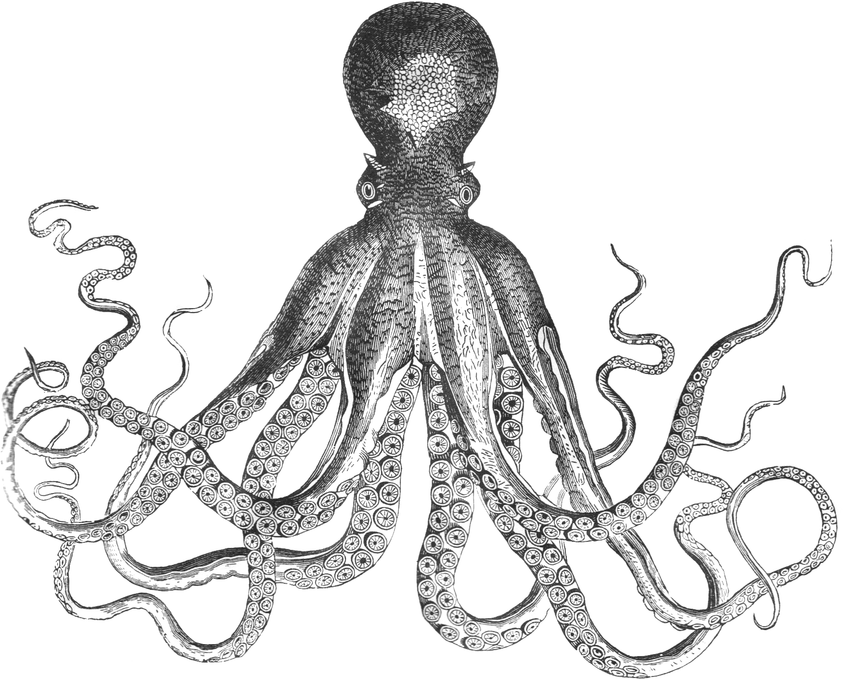 Clip Library Library Giant Drawing At Getdrawings Com - Mollusks Black And White (1695x1362), Png Download