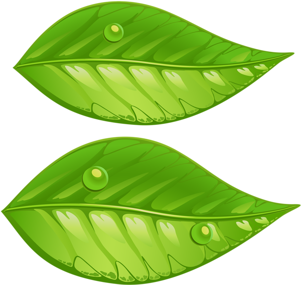 Green Leaves Png Transparent Clip Art Image - Green Leaves Clip Art Png (600x568), Png Download