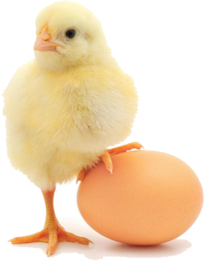 About Us - Chick Standing On Egg (884x1024), Png Download