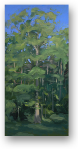 Oak In The Early Morning Plein Air - Oak (260x494), Png Download