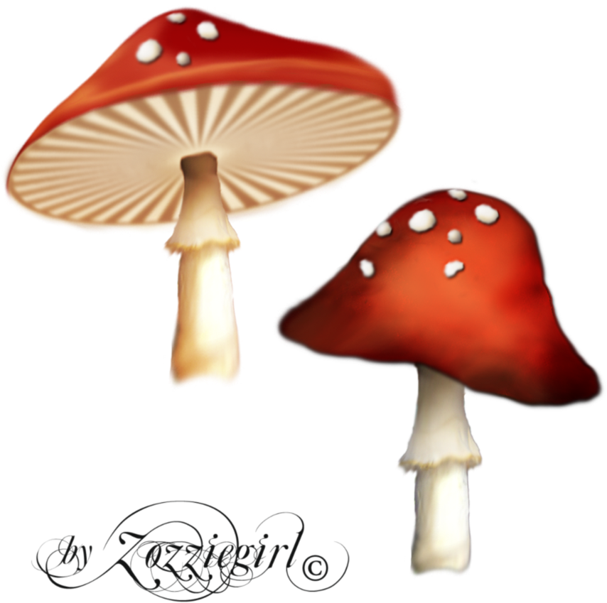 Free Icons Png - Enchanted Mushroom Png (894x894), Png Download