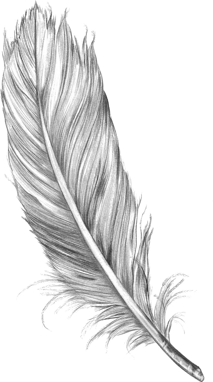 Download 15 Feather Drawing Png For Free Download On Mbtskoudsalg - Pluma Dibujo A Lapiz PNG ...