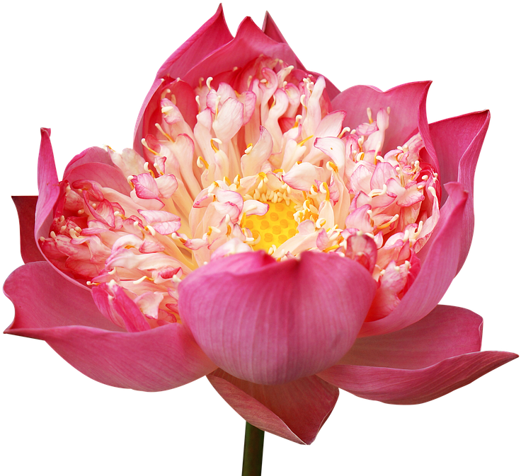 Lotus Flowers, Decorate, Pink Lotus, Many Wings - Sacred Lotus (907x720), Png Download