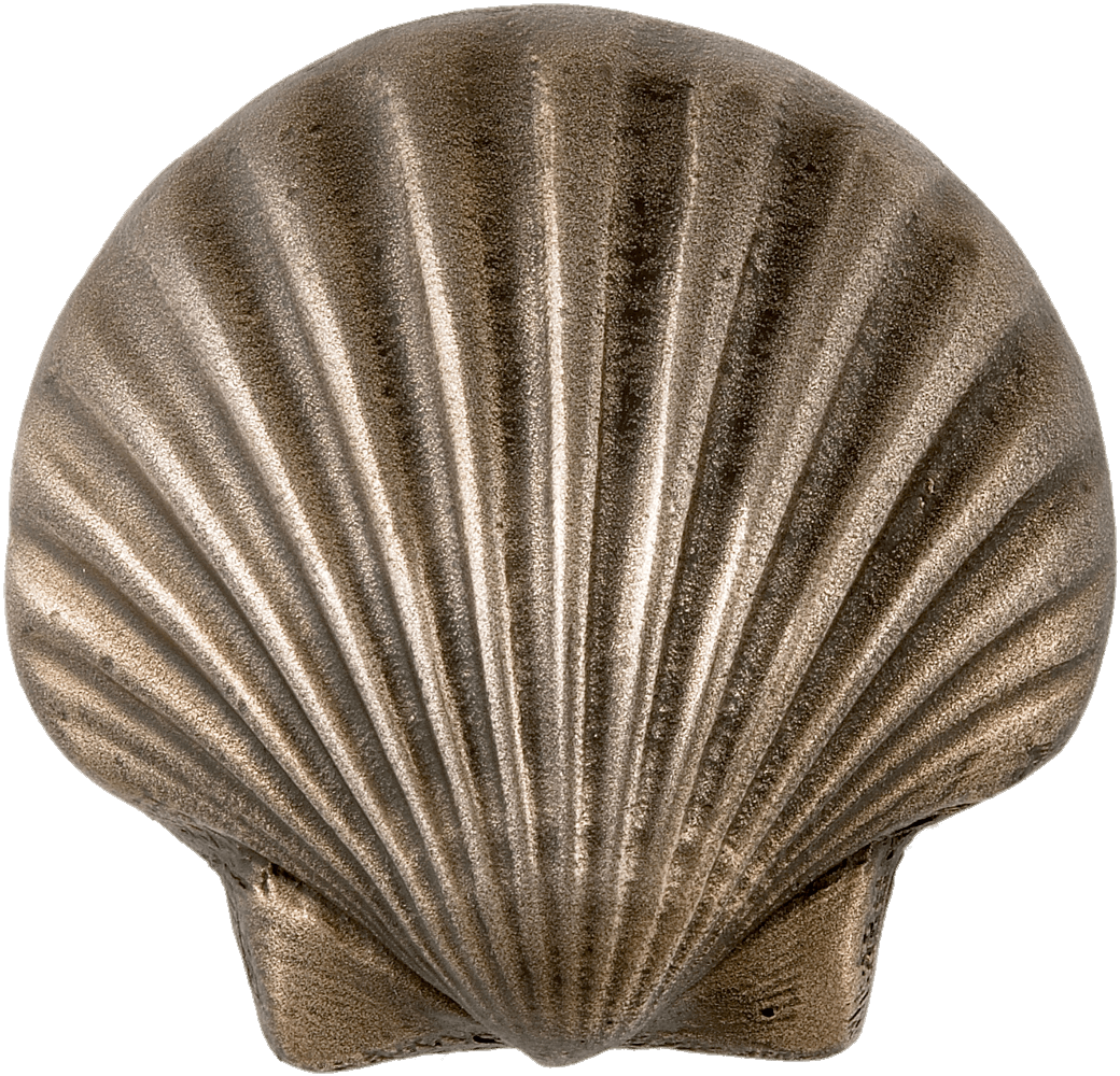 Food - Seashell (1050x1015), Png Download