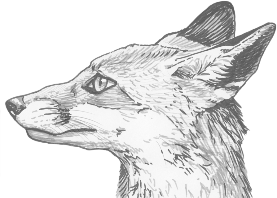 Fox Eyes Png Clipart - Ojos De Zorro Dibujo (900x644), Png Download