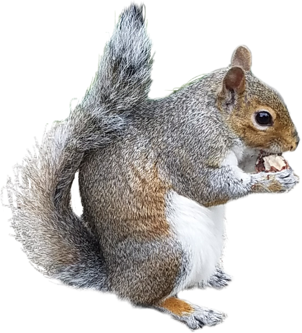 Collection Of Free Chipmunk Drawing Douglas Squirrel - Drawing (1024x1129), Png Download