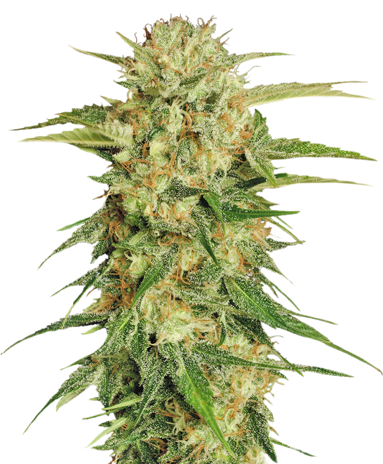 Cannabis Png - Cannabis Plant Transparent Background (835x955), Png Download