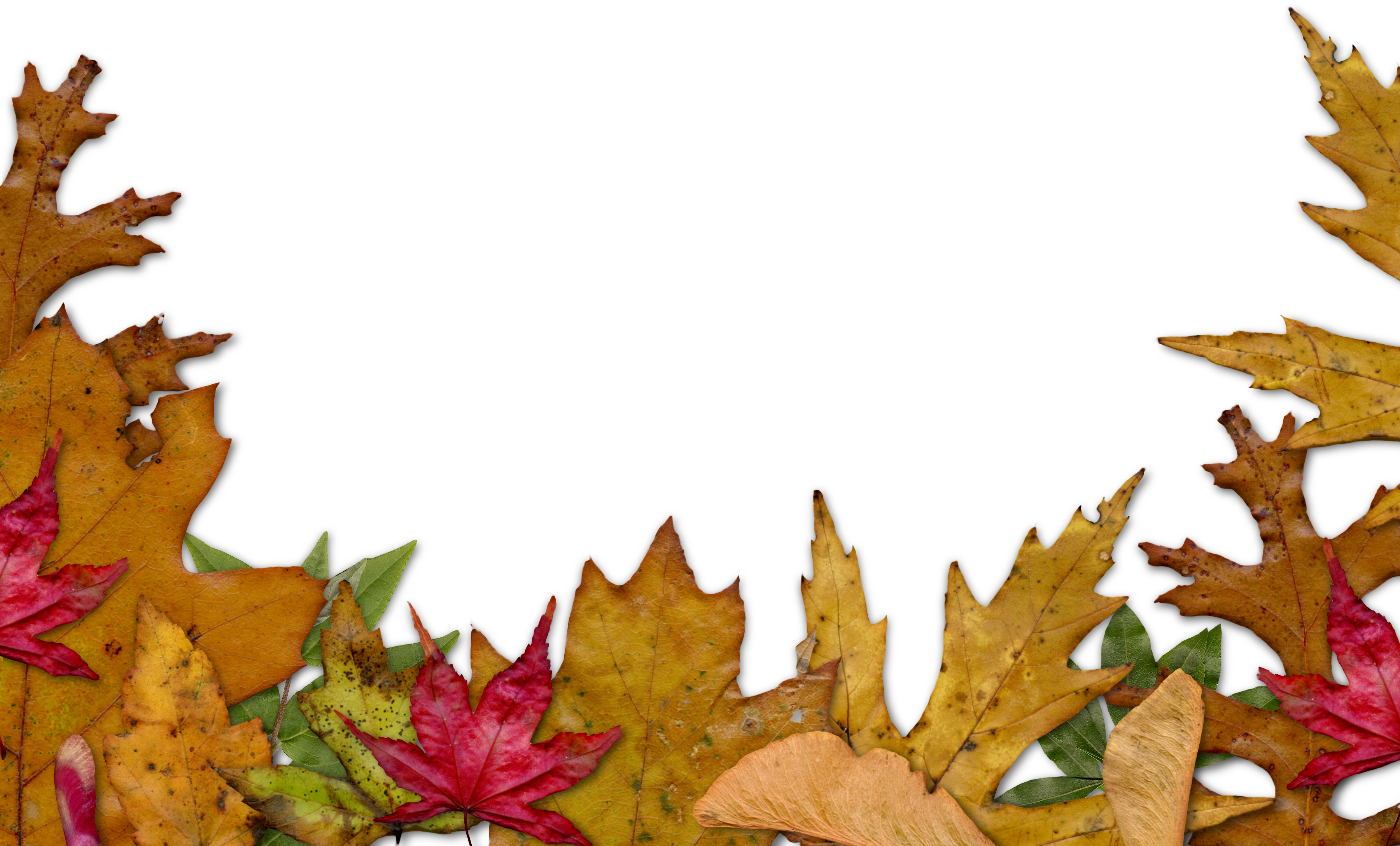 Autumn Leaves Clipart Corner - Autumn Leaves Border Png (3600x2177), Png Download