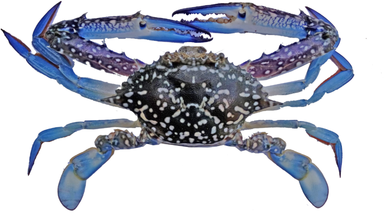 Indonesian Blue Swimming Crab Fishery Improvement Project (800x498), Png Download