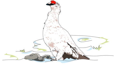 Chicken Computer Icons Pict Autocad Dxf User - Clipart Ptarmigan Png (481x340), Png Download