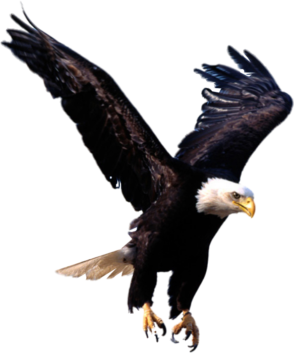 Eagle - Eagles Transparent Background (1024x768), Png Download
