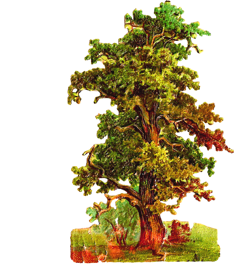 Oak Tree Clipart - Vintage Oak Tree Png (976x1236), Png Download