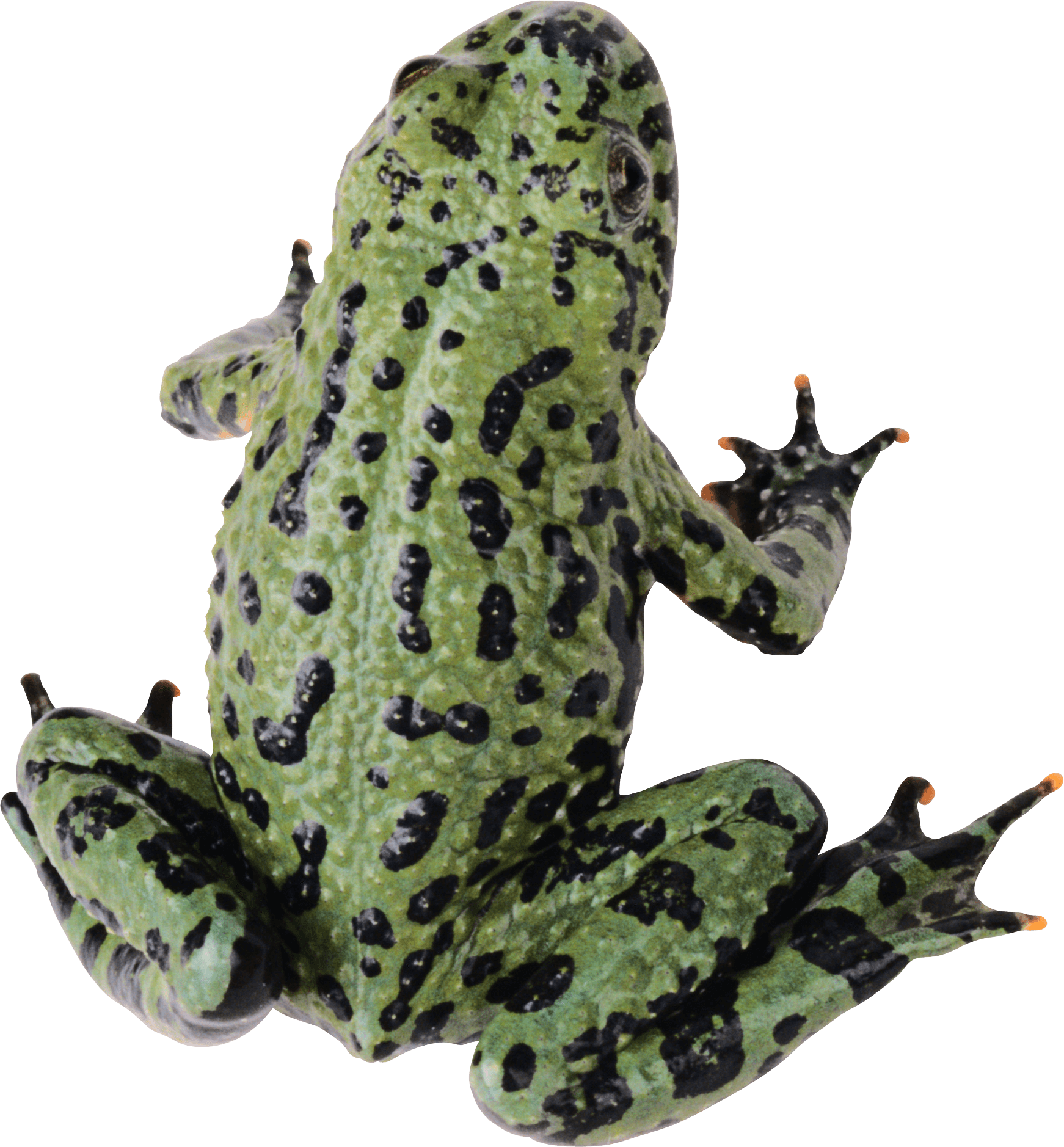 Frog Png (1742x1878), Png Download
