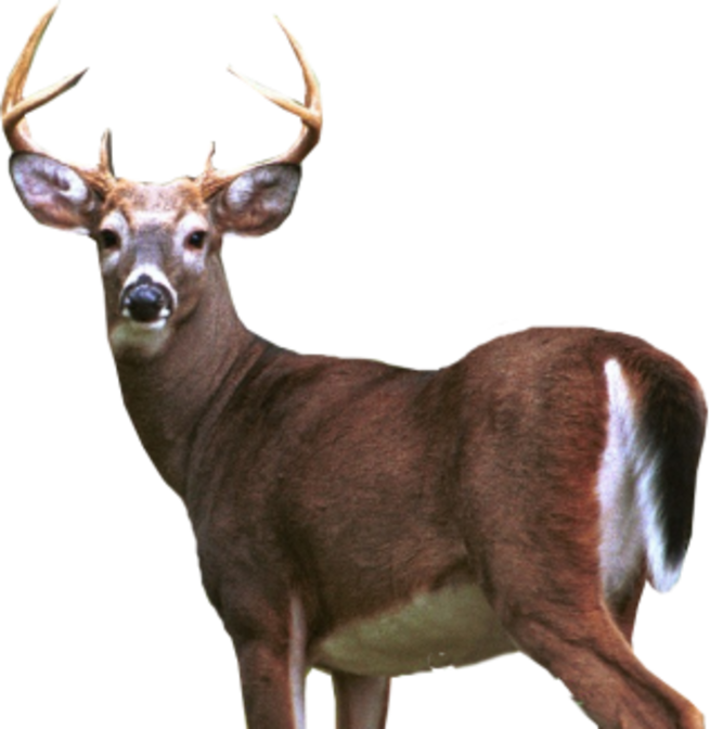 Deer Png (655x672), Png Download