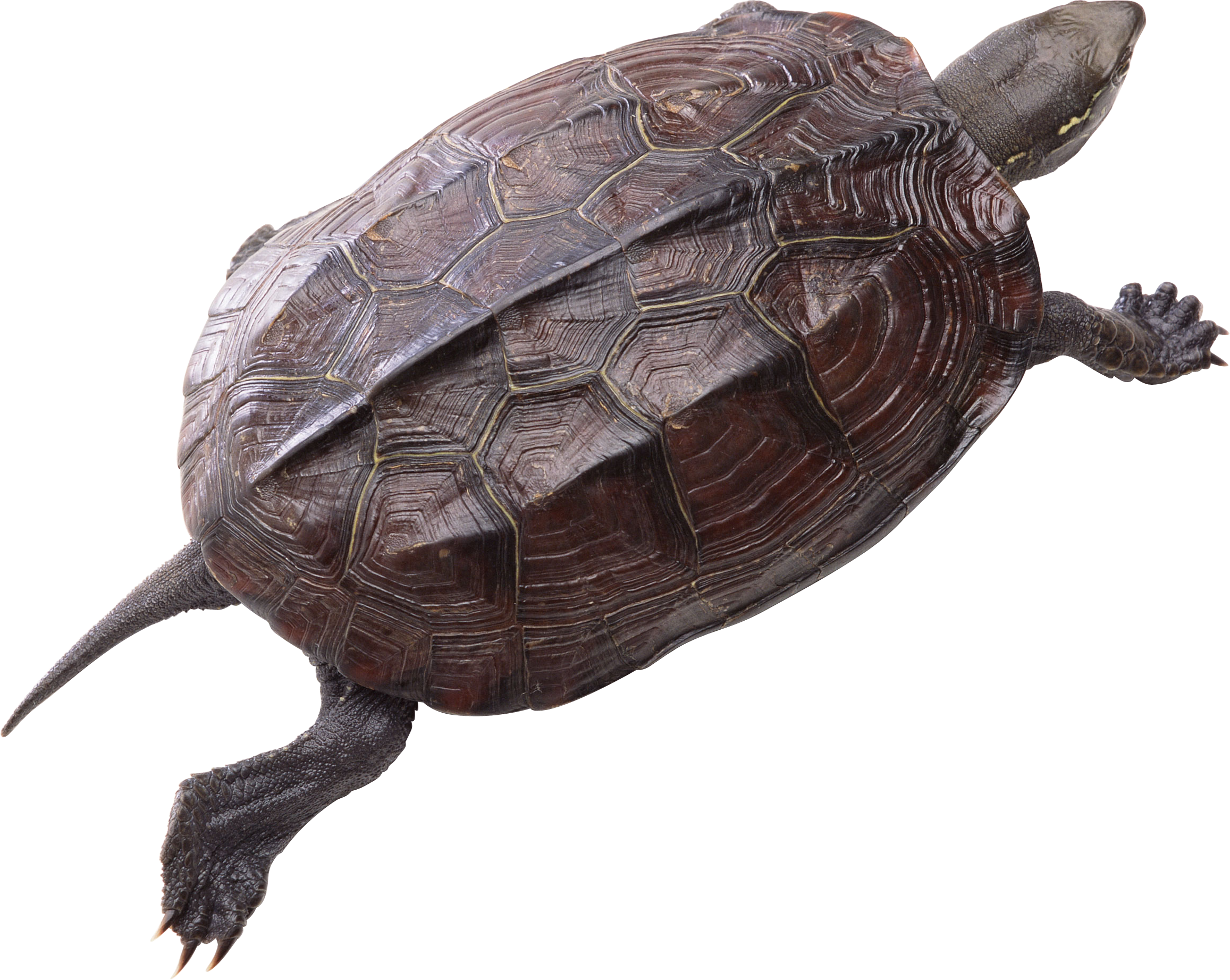 Turtle Png Pic - Turtle Png (2314x1844), Png Download