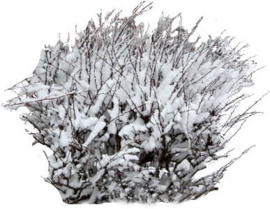 A Young Bush Covered In Snow Is Perfect For An Outdoor - Frost (400x400), Png Download
