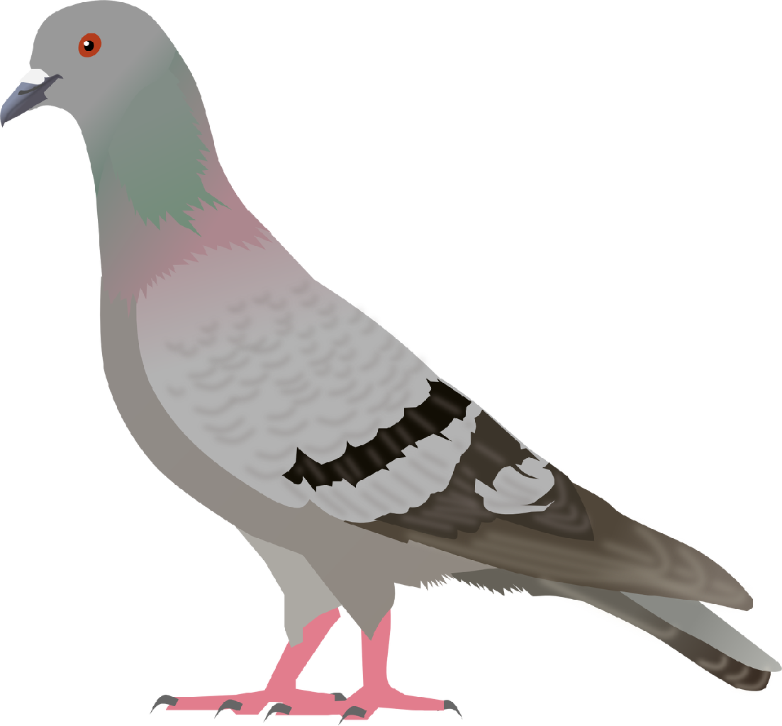 Pigeon, Clip Art, Illustrations - Pigeon Clipart (1103x1024), Png Download