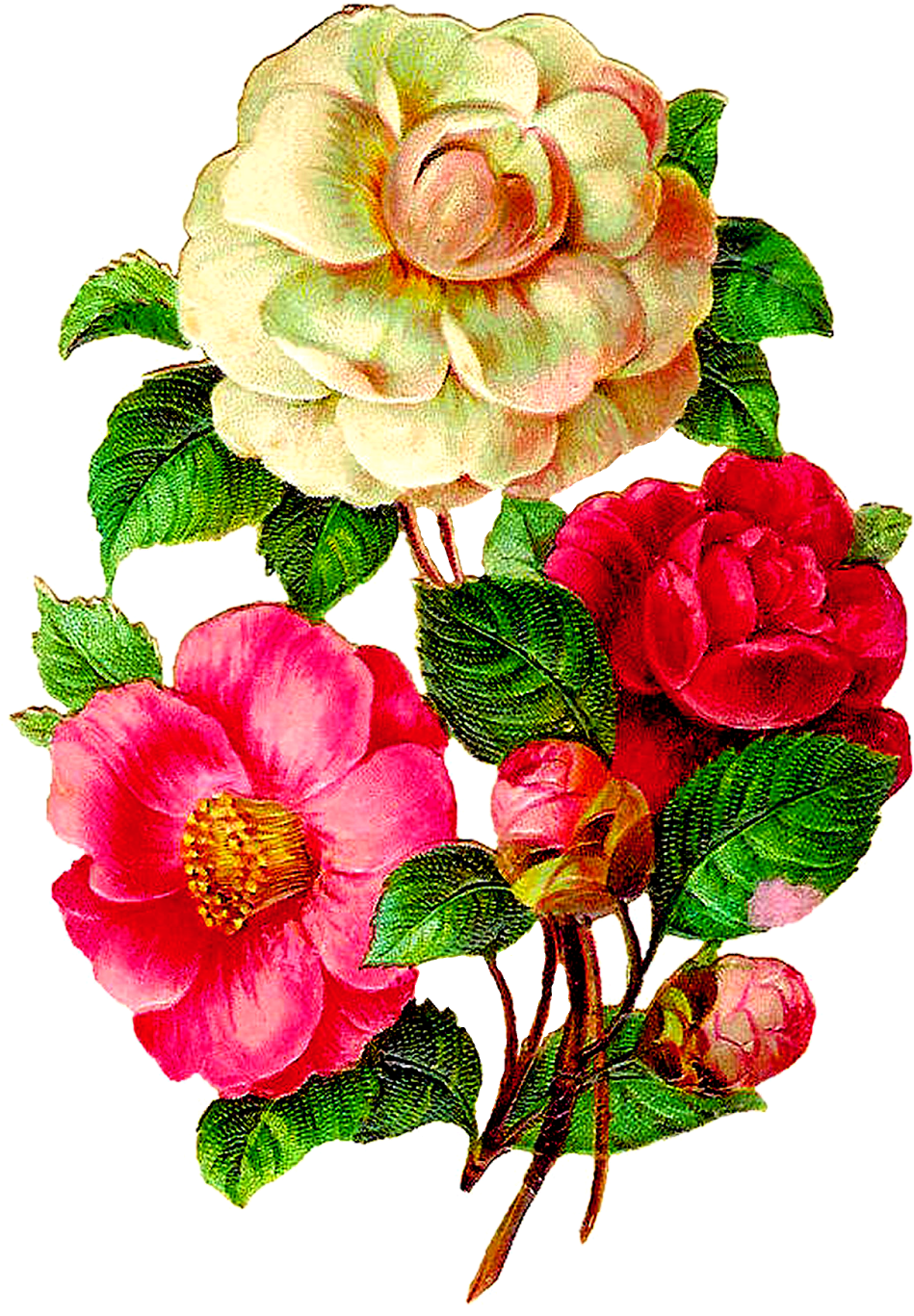 Vintage Flower Illustration Png - Camellia Flowers Png (1181x1600), Png Download