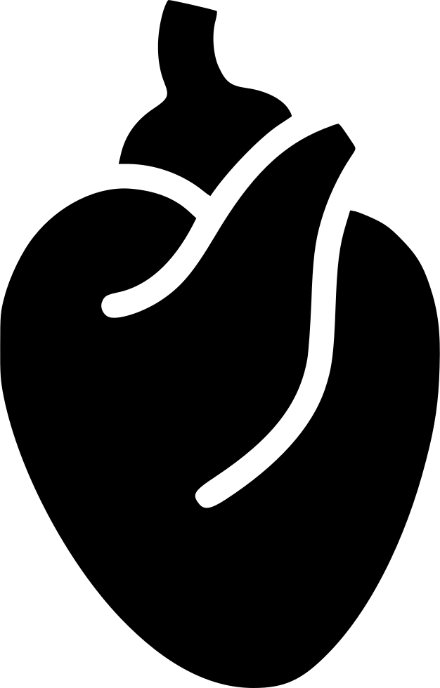 Heart Heart Muscle Blood System Body Anatomy Comments - Black And White Anatomical Heart Png (626x980), Png Download