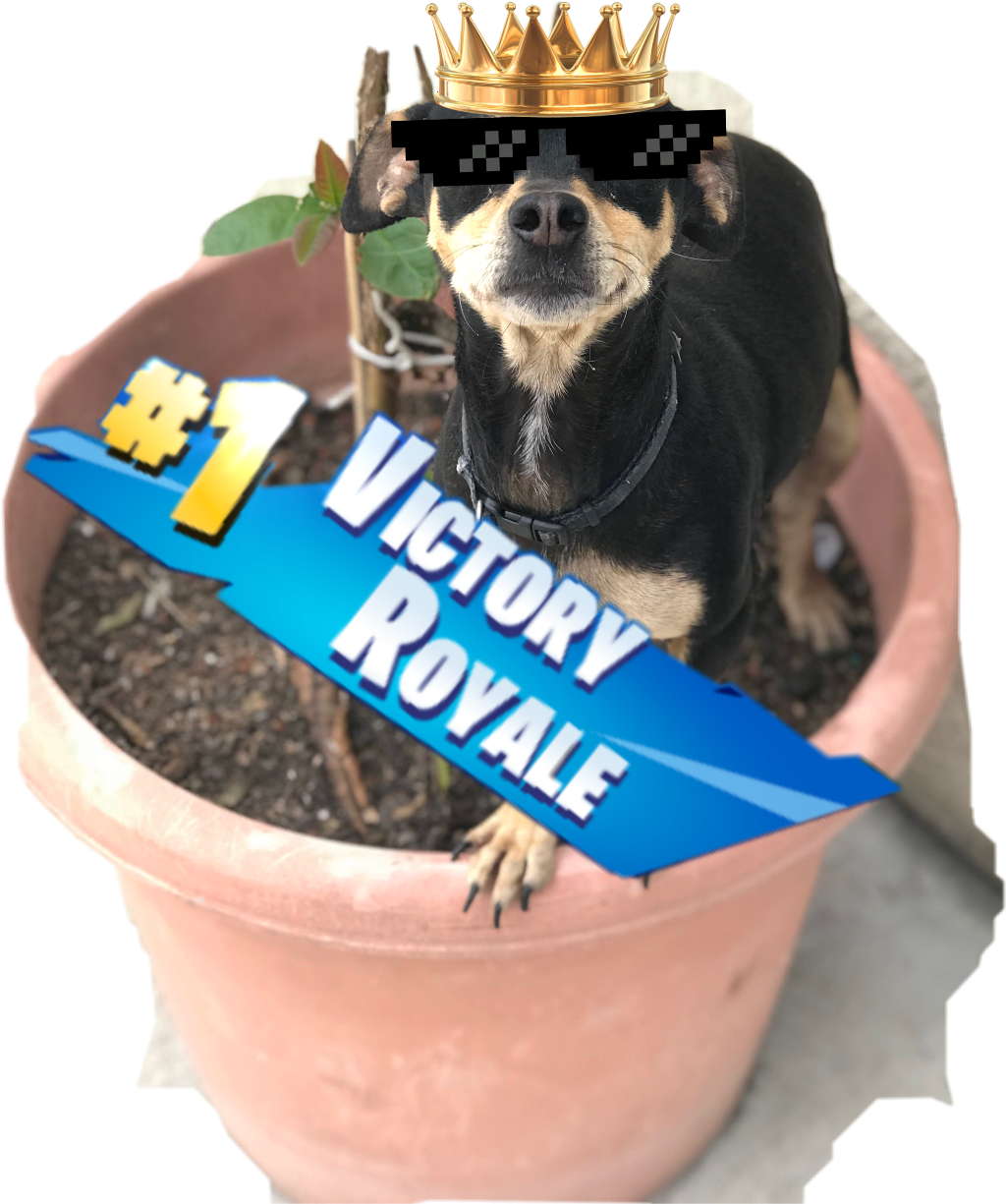 My Dog Got A Victory Royal Fortnite - Dog (1024x1225), Png Download