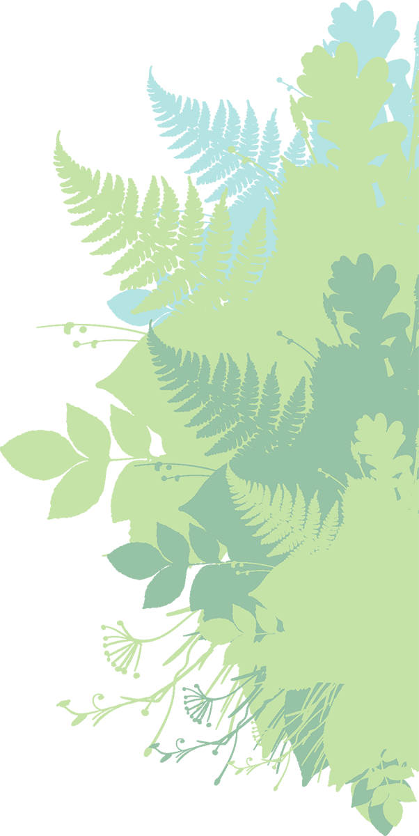 Ostrich Fern (602x1200), Png Download