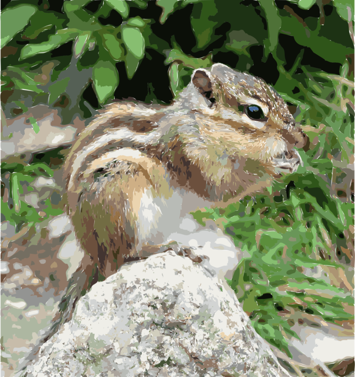 Squirrel Rodent Siberian Chipmunk Prairie Dog Animal - Борша Тышқан (705x750), Png Download