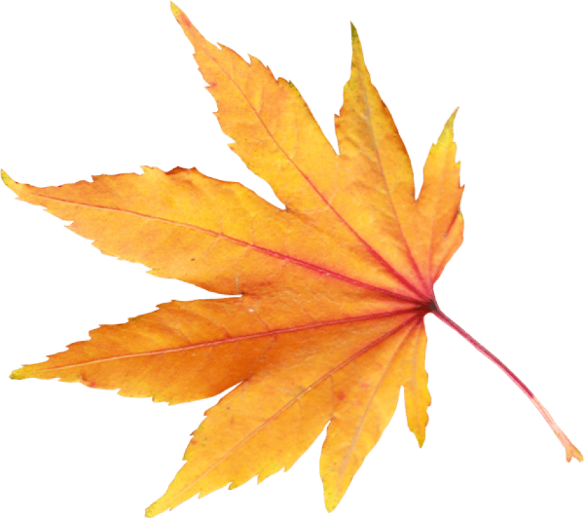 Yellow Leaves - Fall Leaves Transparent Background (600x532), Png Download