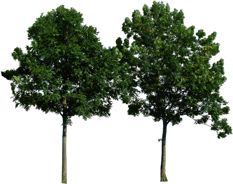 Trees Png Free Download (800x633), Png Download