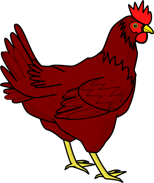 Chicken Png Transparent Image - Hen Clipart (540x640), Png Download