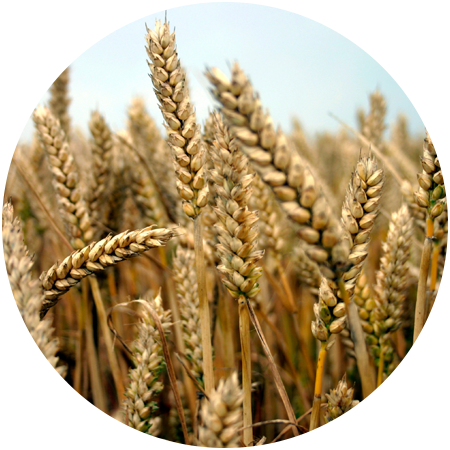 Circle Containing An Image Of A Wheat Field - Spelt Wheat Seed Sprouting Packet Organically Certified (450x450), Png Download