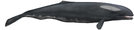 Ancient-whale - Jurassic Fight Club Whale (470x275), Png Download