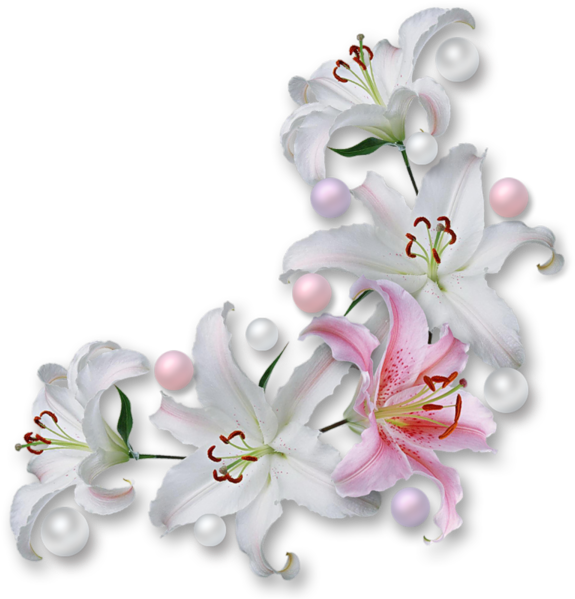 Gifs De Flores Com Fundos Transparentes, Flores Png, - Easter Lily Border Png (600x600), Png Download