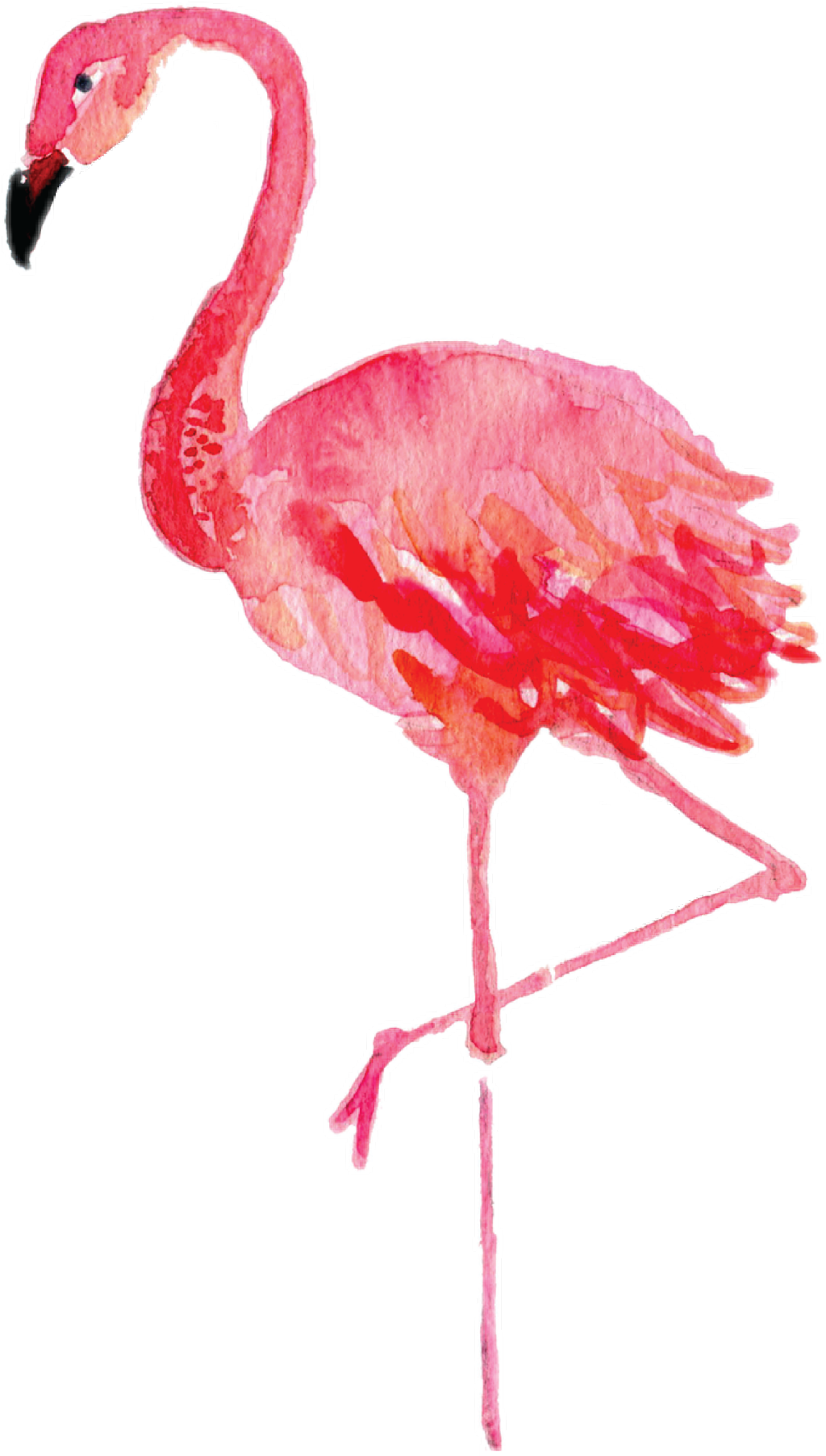 Report Abuse - Watercolor Flamingo Png (1024x1805), Png Download