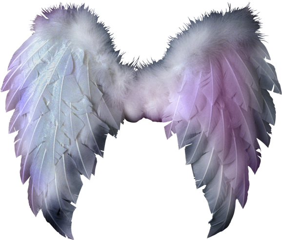 Download Angel Wings - White Feathered Wings Png PNG Image with No  Background 