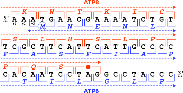 The Two Reading Frames Used By The Human Mitochondrial - Overlapping Genes (600x322), Png Download