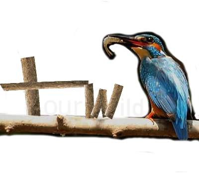Tourwild (400x348), Png Download