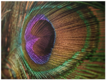 Single Peacock Feathers With Flute Png Download - Peacock Feather (400x400), Png Download