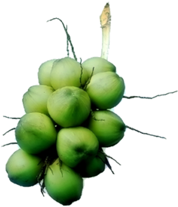 อัพเดทเมื่อ - Hardy Kiwi (1000x751), Png Download