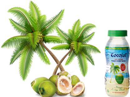 Cocojal Tender Coconut Water - Palm Tree Clipart Png (434x405), Png Download