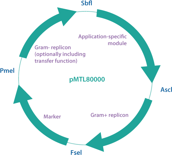 Pmtl80000 Vector Series - Azure Consultants (578x526), Png Download