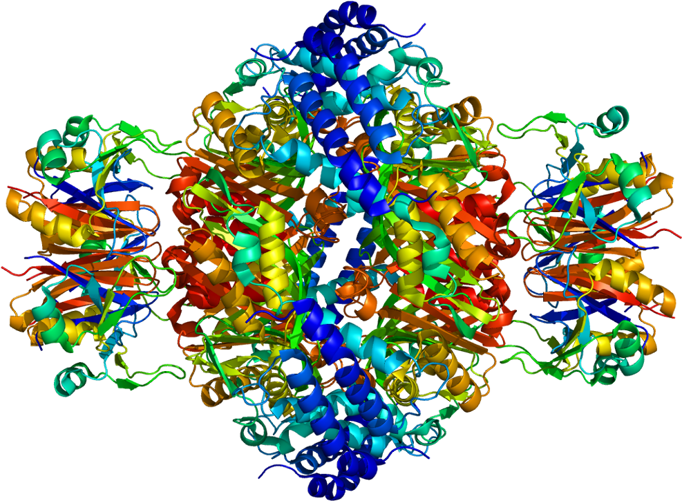 Protein Gchfr Pdb 1is7 - Visual Arts (1036x774), Png Download