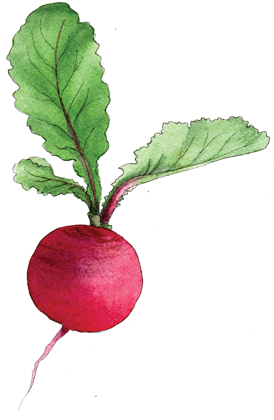 Radish Png Pic - Radish Png (548x841), Png Download