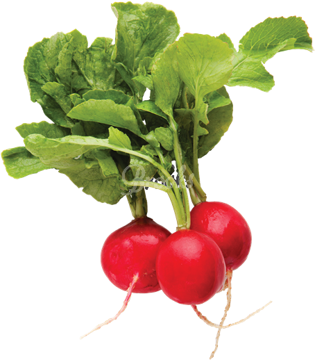 Radishes Red, 1 Lb Package - Radish Top View Png (526x600), Png Download