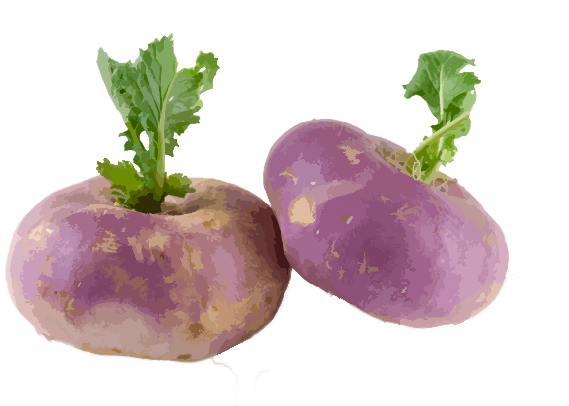 Turnip-2 - Turnip Png (1226x821), Png Download