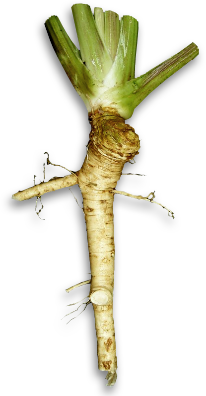 File - Horseradish - Wasabi Plant Vs Horseradish (415x796), Png Download