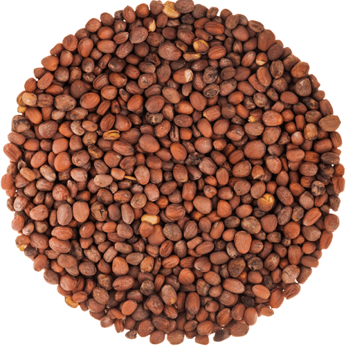 Radish Seeds - Radish (daikon) Sprouting Seed - Organic 1 Lb (500x500), Png Download
