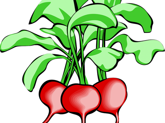 Radish Clipart Spring - Vegetable Tops And Bottoms (640x480), Png Download