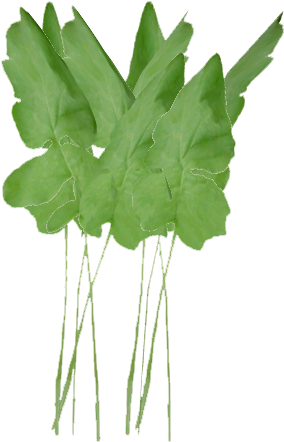 Radish - Maidenhair Tree (441x441), Png Download