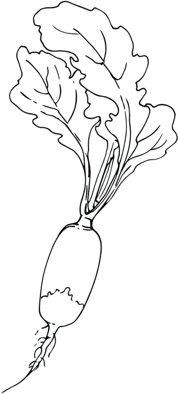 Lady Tulip (1000x1200), Png Download