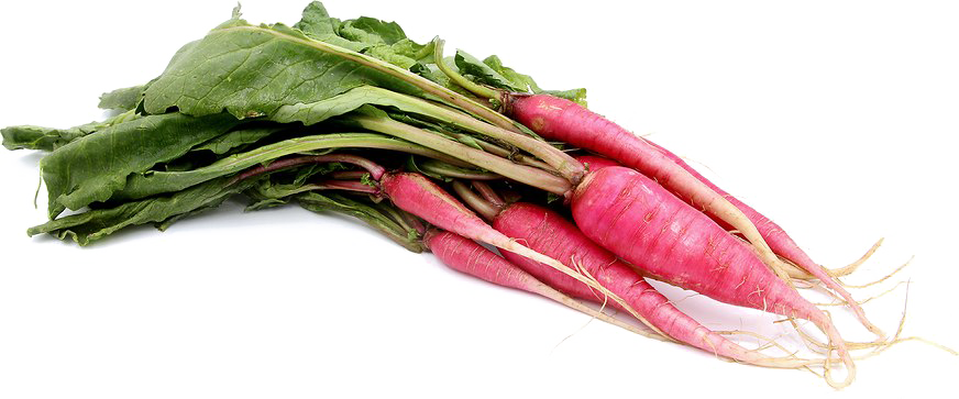 Radish Png Image - Information (872x363), Png Download